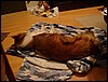 DSC00694.JPG